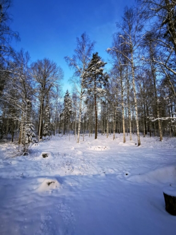 Skog i vinterskrud nere vid stranden