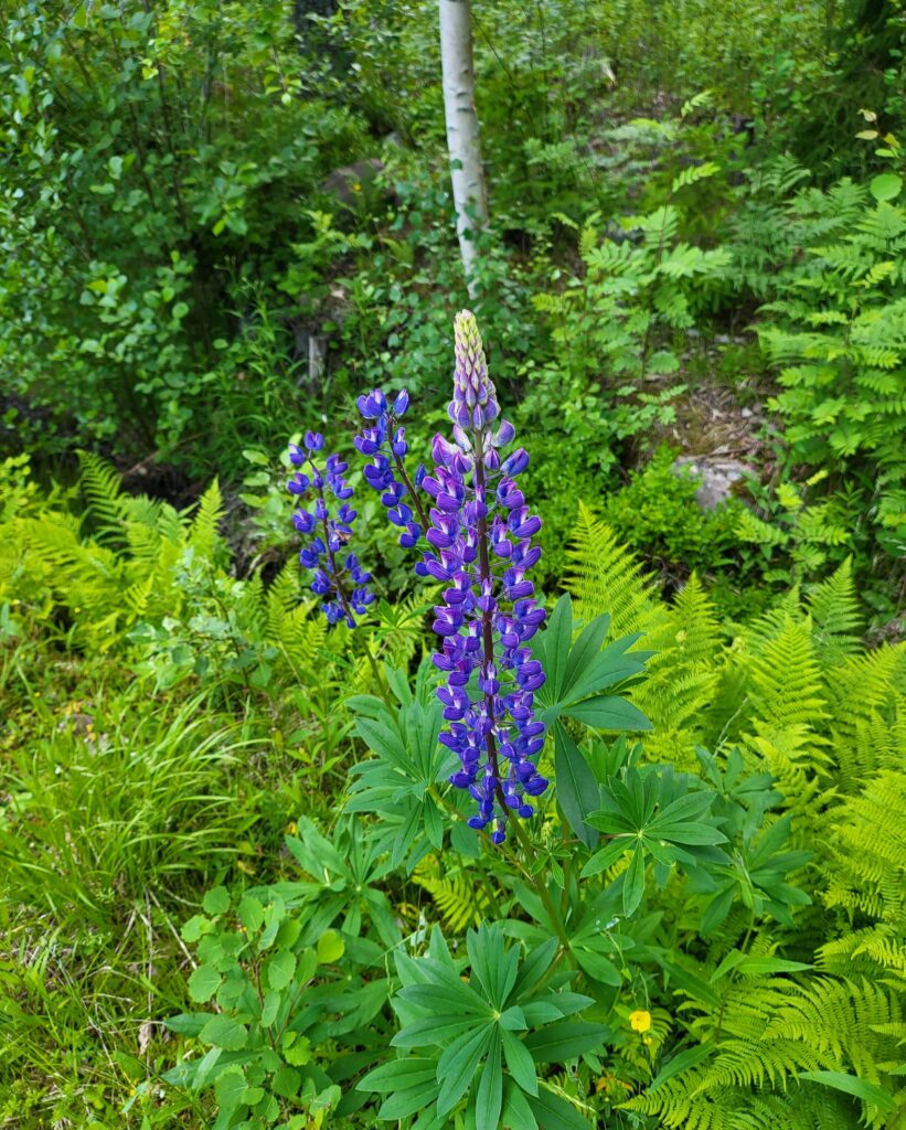 Lupiner